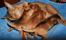 kittens